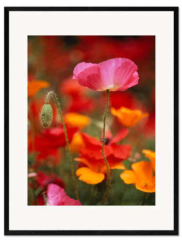 Kehystetty taidepainatus Poppies