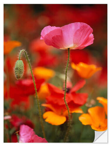 Vinilo para la pared Amapolas