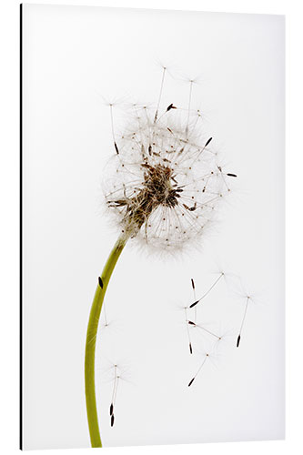 Aluminium print Dandelion seeds