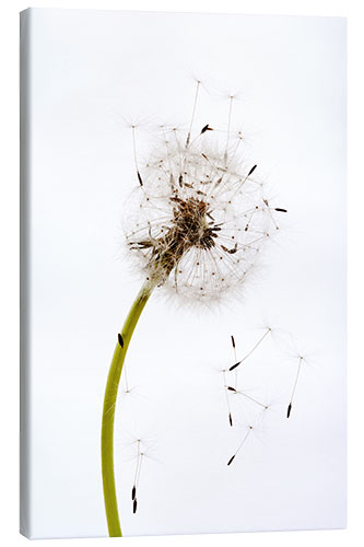 Canvas print Dandelion seeds