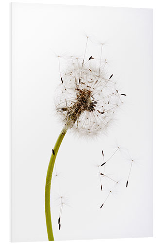 Foam board print Dandelion seeds