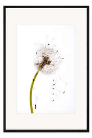Gerahmter Kunstdruck Löwenzahnsamen