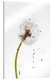 Gallery print Dandelion seeds