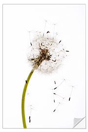 Wall sticker Dandelion seeds