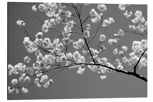 Print på aluminium Cherry blossoms