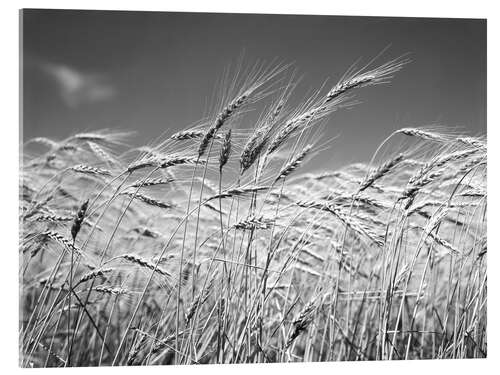 Cuadro de metacrilato Trigo en el verano (blanco y negro)