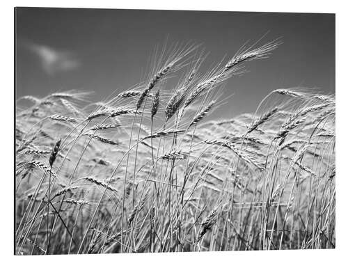 Stampa su alluminio Grano d'estate