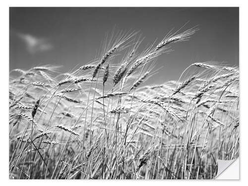 Självhäftande poster Wheat in the summer