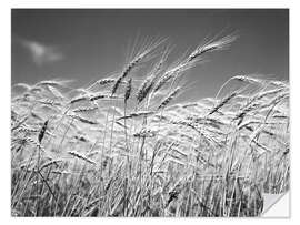 Naklejka na ścianę Wheat in the summer