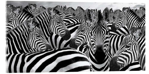 Acrylic print Herd of zebras