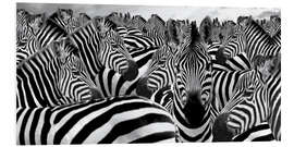 Quadro em PVC Manada de zebras