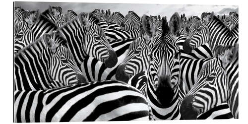 Gallery print Herd of zebras