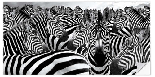 Naklejka na ścianę Herd of zebras