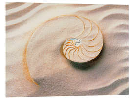 Acrylic print Seashell in the sand