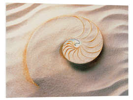 Foam board print Seashell in the sand