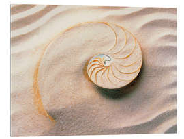 Gallery print Seashell in the sand