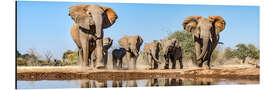 Aluminium print African elephants