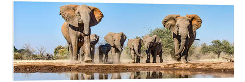 Tableau en PVC Éléphants d'Afrique