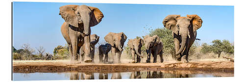 Gallery print African elephants