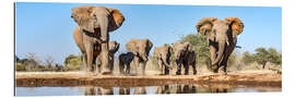 Galleritryk African elephants