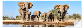 Wall sticker African elephants