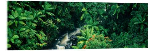 Akryylilasitaulu Waterfall in the rainforest