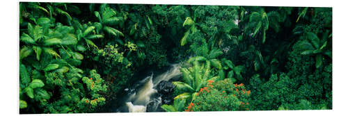 Bilde på skumplate Waterfall in the rainforest