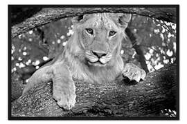 Gerahmter Kunstdruck Junger Löwe