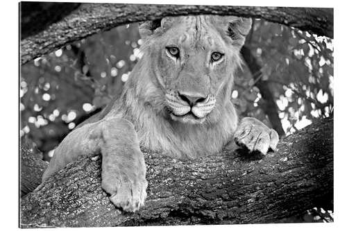 Galleriprint Close-up of a lion