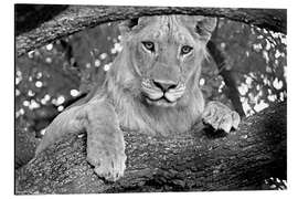 Magnettafel Junger Löwe