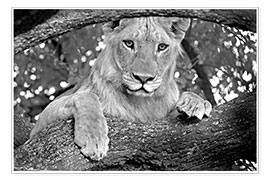 Plakat Close-up of a lion