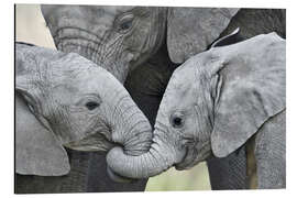 Aluminiumtavla Calfs of the African elephant