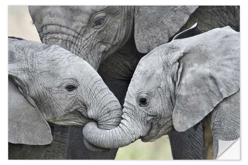 Sisustustarra Calfs of the African elephant