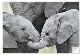 Selvklebende plakat Calfs of the African elephant