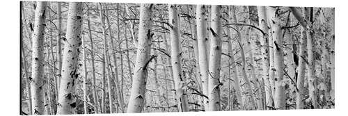 Aluminiumtavla Aspen forest at Rock Creek Lake