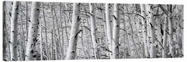 Canvas print Aspen forest at Rock Creek Lake