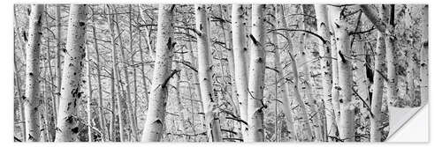 Vinilo para la pared Bosque de Aspen en el lago Rock Creek