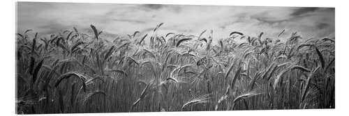 Acrylic print Wheat harvest in Palouse Country