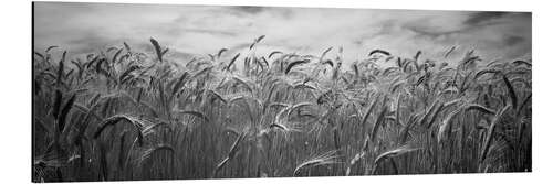 Print på aluminium Wheat harvest in Palouse Country