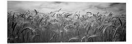 Foam board print Wheat harvest in Palouse Country