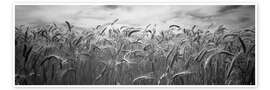 Poster  Wheat harvest in Palouse Country