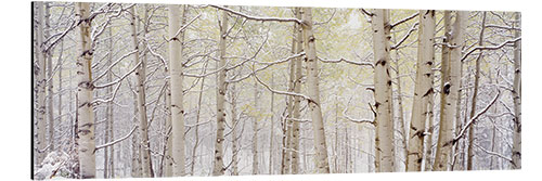 Aluminiumtavla Aspens with snow