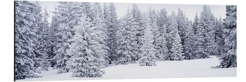 Aluminium print Fresh snow on pine trees