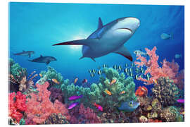 Akryylilasitaulu  Shark under water