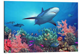 Magnettafel Haifisch unter Wasser