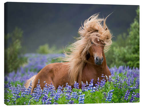 Canvas print Horse between lupins