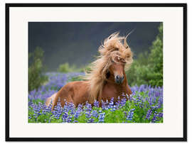 Gerahmter Kunstdruck Pferd zwischen Lupinen
