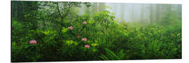 Tableau en aluminium Rhododendron dans le Lady Bird Johnson Grove, Californie