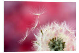 Aluminiumsbilde Dandelion pink