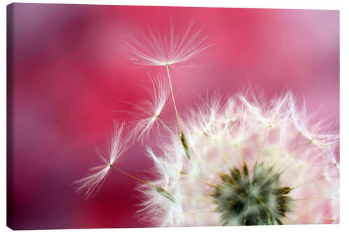 Canvas print Dandelion pink